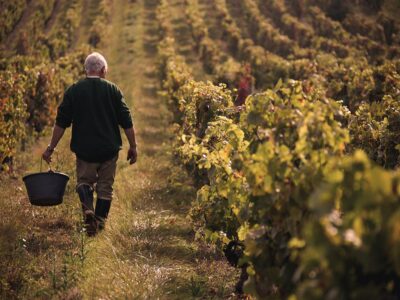 A farmer wakes through a vineyard in rural wine country France,